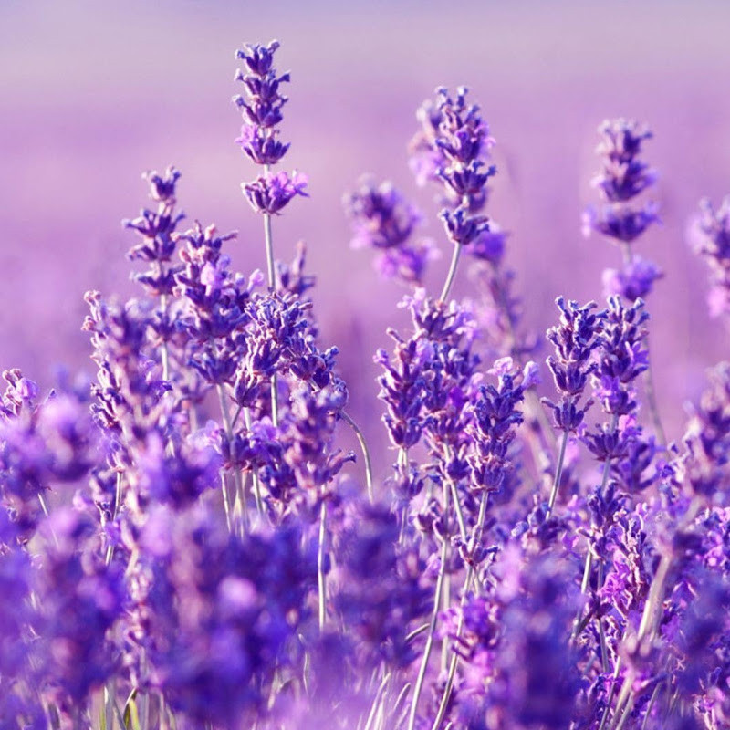 LavenderLofiASMR - All videos @ The ASMR Index