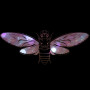 Cicada Whispers ASMR