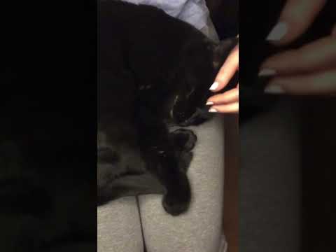 Relaxing cat asmr (peep her nails at the end lol)