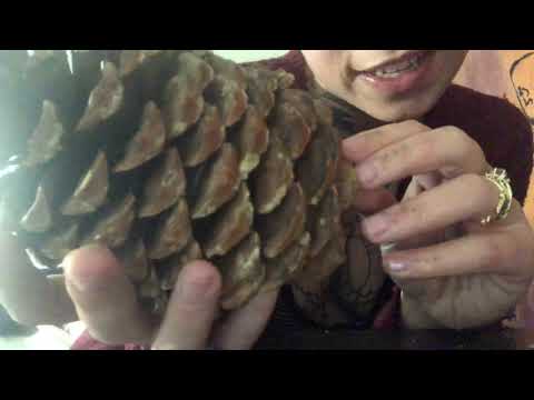 Pine Cone ASMR | For Relaxation