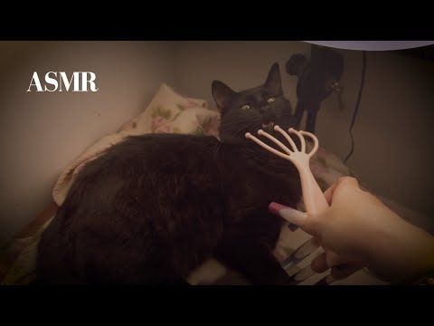 ASMR POV: Haciendole mimos a mis gatitos (Caótico y poco serio)