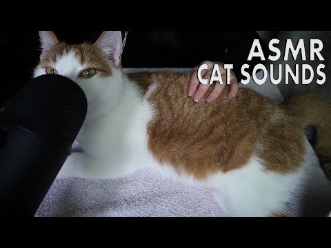 ASMR Cat Sounds (Petting the Cat, Purring Sounds) | No Talking | Chloë Jeanne ASMR