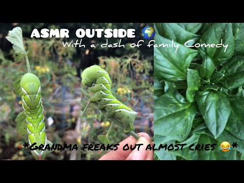 ASMR I found garden hornworms + outside tapping & other garden sounds