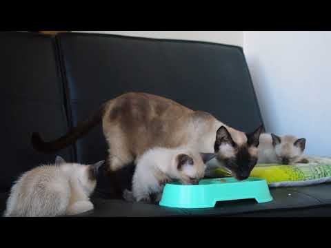 Adorable Siamese Kittens Playing With Their Parents!...SUPER CUTE!!