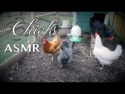 ASMR Chicks - You're A Good Egg - Binaural/Nature Sounds/Sleepy Whispers