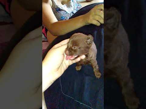 Chihuahua puppy asmr