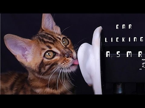 ASMR 하는 고양이!(Purring & ear licking sound)꿀꿀선아,suna asmr,音フェチ