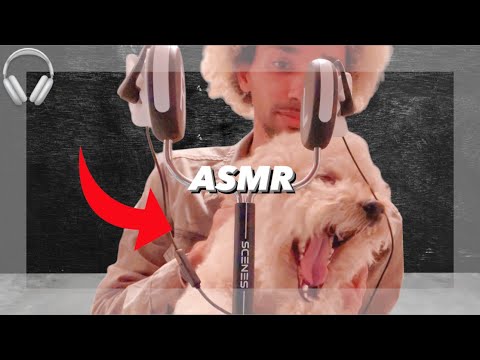 [ASMR] Dog Survives 10 Minute Body Massage (No Talking) 🐶