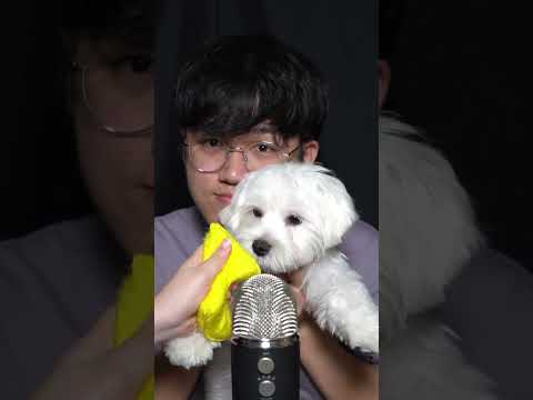 Giving My 4 Months Old Puppy ASMR