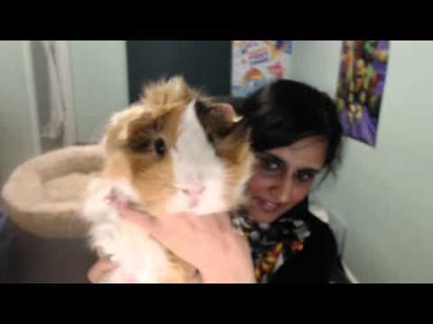 guinea pig purring: Guinea pig Rodent : Guinea Pig Sounds And His Name Is Goku