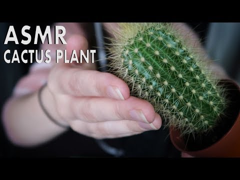 ASMR Cactus Tingles (relaxing cactus sounds for sleep) NO TALKING | Chloë Jeanne ASMR