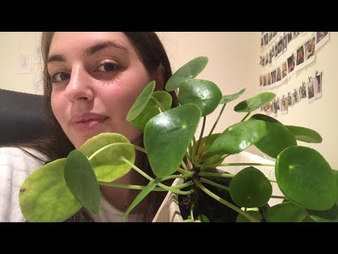 ASMR| Super relaxing plant show&tell✨