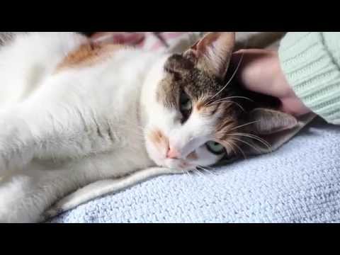 Cuddling May, the Cat (ASMR whispering)