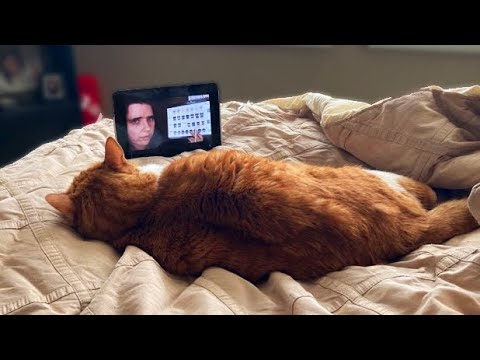 The ASMR Channel Even Your Cat Will Love