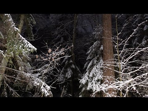 ASMR POV walk through forest Nature sounds Lots of SNOW No-talking