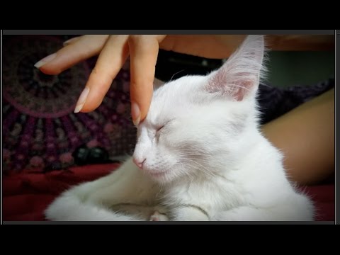 Your Little Dosage of Cuteness Today! Introducing Our ASMR Kitten, Purring