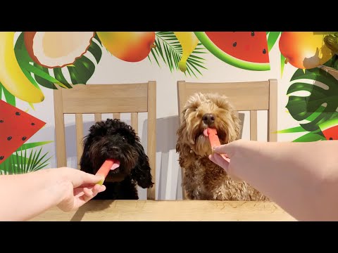 ASMR Two Doggos try Fruit and Veg (Whispered, Eating)
