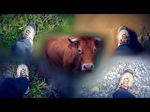 [ASMR] WALKING on Gravel / Grass / Mud / Water - (ft. Cows)
