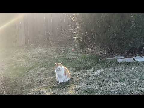 a cat video