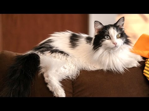 Binaural ASMR Cat Massage & Hair Brushing – Whispers, Relaxation & Purring Sound Triggers