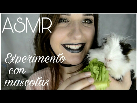ASMR Español || Experimentando con mis mascotas (Comiendo lechuga 🐹 y ronroneo🐈)