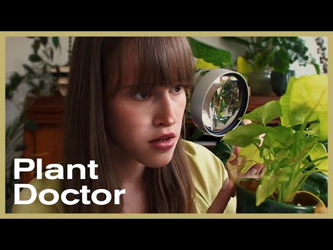 ASMR | plant doctor roleplay [german | deutsch whispered]
