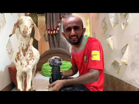 ASMR With Goat 🐐