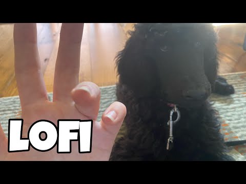 ASMR Fast and Agressive LoFi tapping and scratching around my house! ft my baby puppy🏡🐩💗