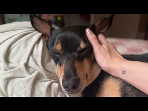 petting my dog ฅ՞•ﻌ•՞ฅ ASMR / intense layered sounds
