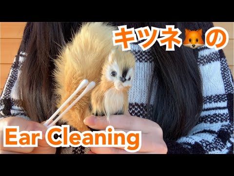 ASMR 狐の耳かき A Fox Ear Cleaning 🦊 No Talking
