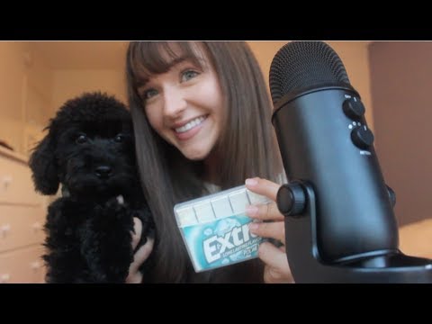 ASMR - Gum Chewing and Tapping (ft. my new puppy!)