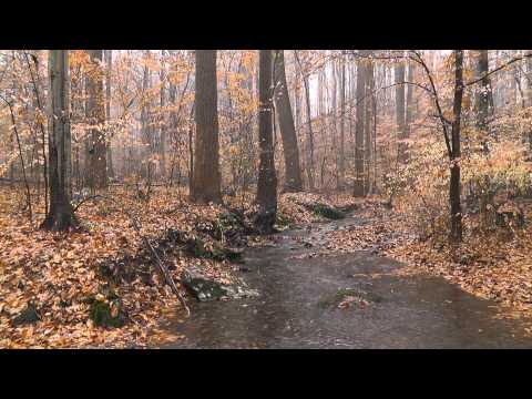 Rain in the Woods (Nature Sounds Series #2) - Rain Sounds, Woodland Ambiance, Trickling Streams