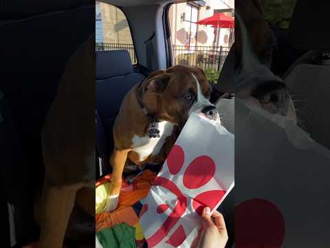 Bruno’s first time at Chick-Fil-A! #boxerdog #dog #puppy #chickfila