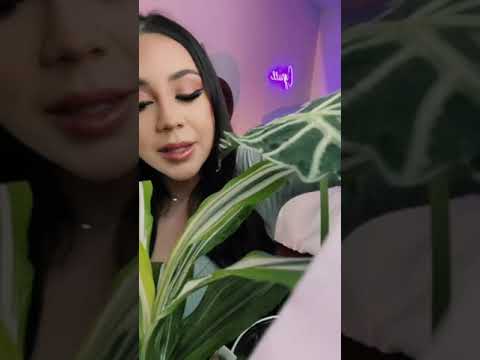 POV: You're my House Plant ASMR #shorts