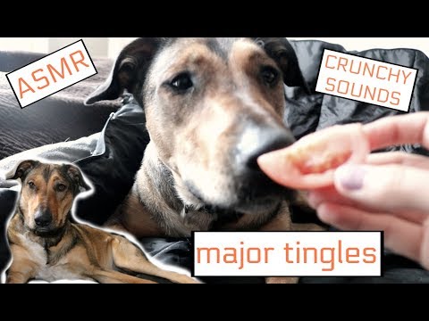 DOG eats crunchy snacks ||ASMR|| (intense crunch, mouth sounds, whispers)