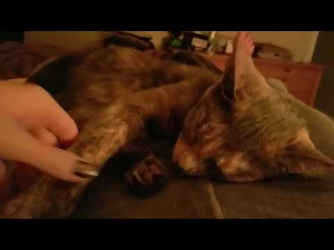 ASMR 🐱🐱 Cat Petting / Purring / Bathing Sounds