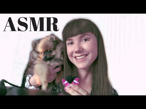 ASMR With A Pomeranian Puppy