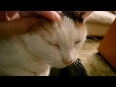 ASMR Clip - Kitten's Scalp Massage