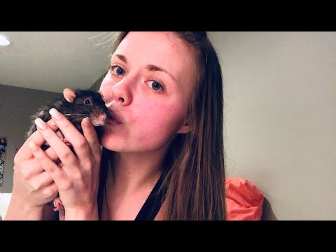 ASMR! Q&A! With my pet rat! Tapping!!😊🐭 We Hit 1K!!