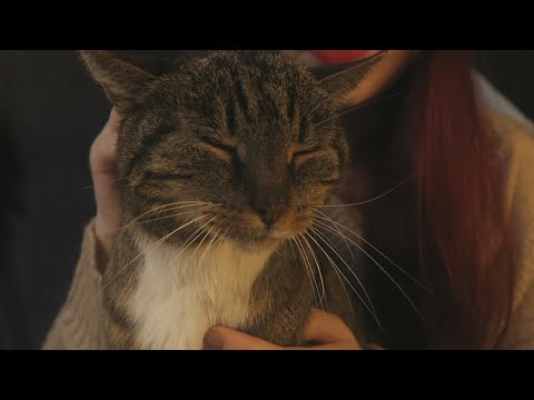 [ASMR] Story Time With My Cat (Purring Sounds)
