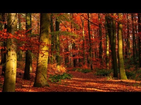A Calming Relaxation Video
