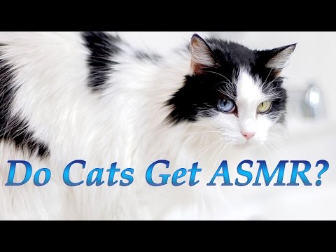 Do Cats Get ASMR? Cat React to Heather Feather ASMR Binaural Microphone Test Video