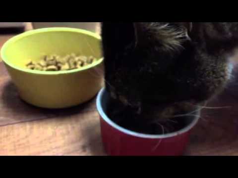 Cat eating wet food