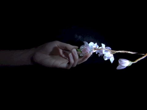 [音フェチ]サクラを触る(片手バージョン)[ASMR]Binaural Touching Cherry Blossom with One hand [JAPAN]