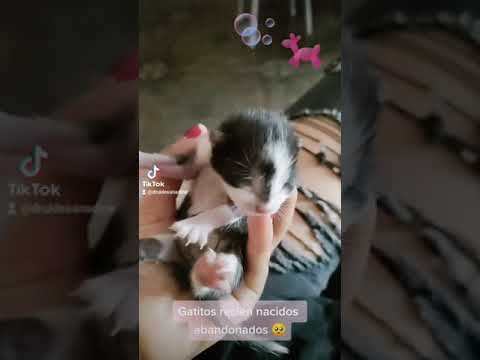 ASMR 💔 Gatitos recién nacidos rescatados el día de hoy por mi mamá ☹️🥺😭