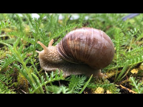 ASMR Swedish rain spoken snails whispering regn utomhus sniglar