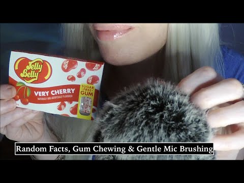 ASMR Gum Chewing, Random Facts, Fluffy Mic Brushing| Whispered