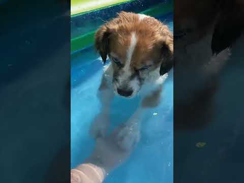 my dog having fun in the pool 🐶 #dogshorts #asmr