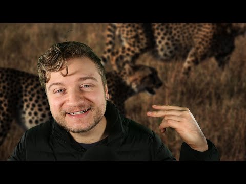 Facts about Cheetahs! (ASMR) [Whispering to you] part 3