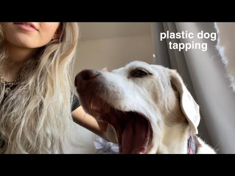 ASMR tapping on plastic dog 😁